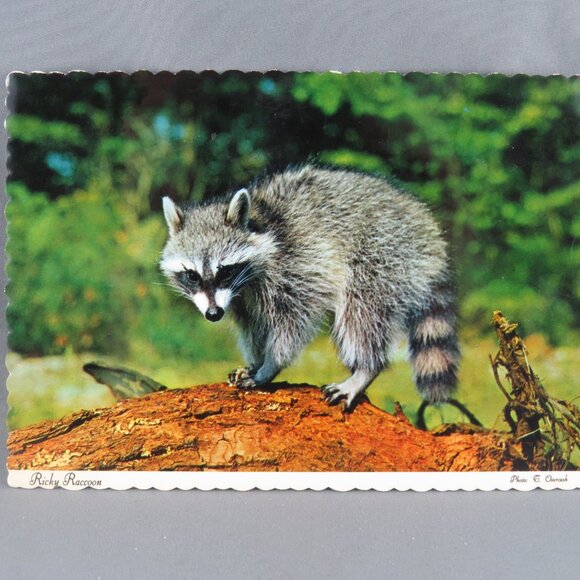 Vintage Postcard - Ricky Raccoon - Dexter Press - Picture 4 of 4